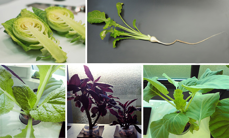 LEDライトを自動制御し、効率的に生育する植物